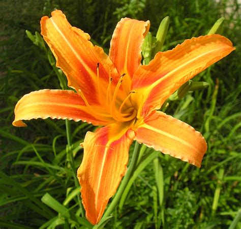 Stumpjack - Stumpjack - The beautiful, invasive, edible daylily