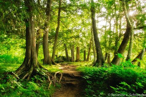 Enchanted Forest, Nature Photography, Fine Art Print, Magical Place ...