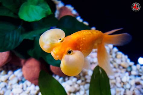 Bubble Eye Goldfish Care: Size, Lifespan, Tank Mates And More