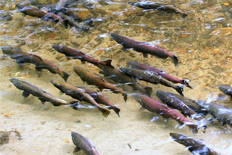 King Salmon Spawning Stock Photo & More Pictures of Animal Wildlife ...