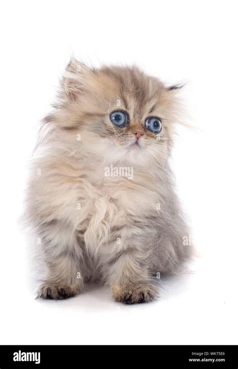 persian kitten in front of white background Stock Photo - Alamy