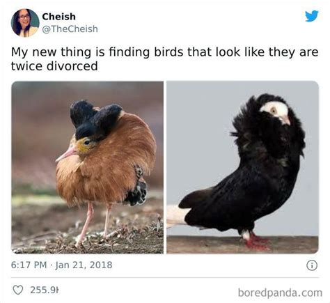 129 Quality Bird Memes That Fly High Above The Rest