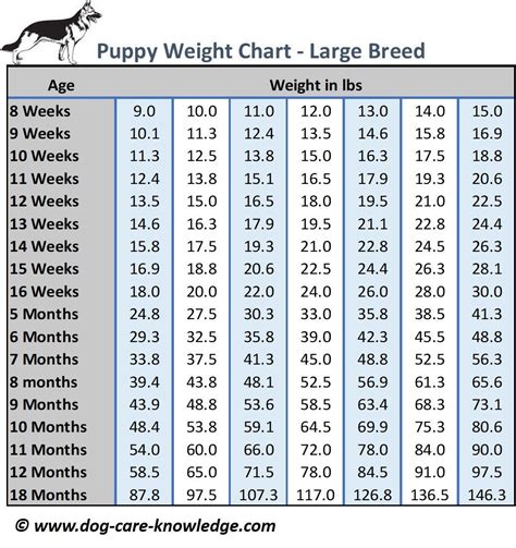 Australian Shepherd Size Chart