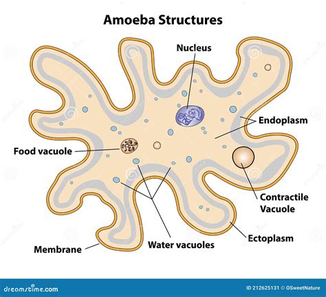 Amoeba Cell