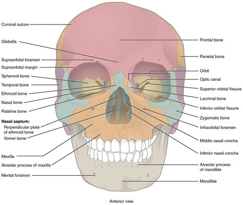 How Many Bones In The Face And Head - Face Wikipedia - (2) diamond ...