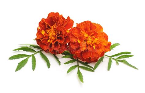 Bouquet of marigolds. stock photo. Image of ornamental - 75793658