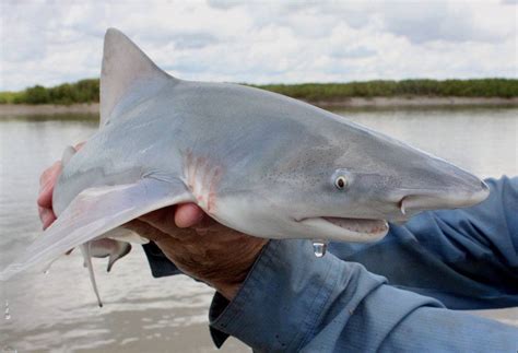 Petition - sawfish and speartooth in the NT - Shark Champion