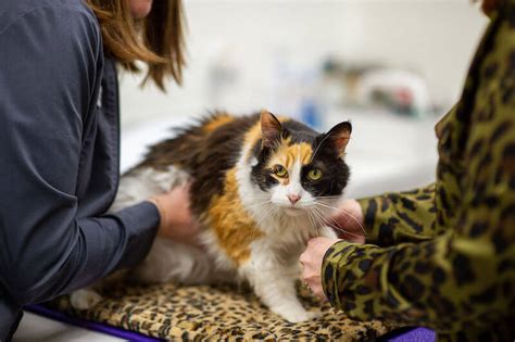 Caring For Mature, Senior and Geriatric Cats