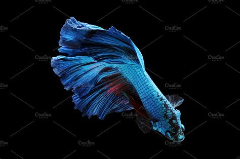 Betta fish, Siamese Fighting Fish, | High-Quality Animal Stock Photos ...