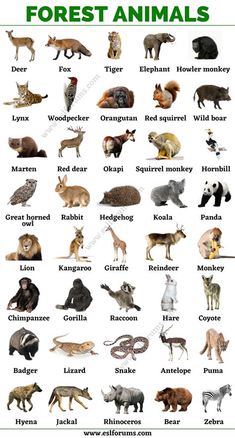 Forest Animals: List of Animals That Live in the Forest with ESL ...