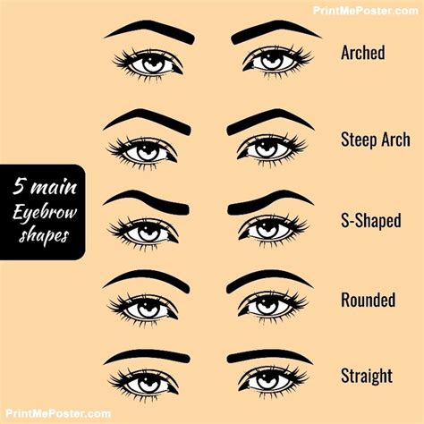 Poster of 5 basic eyebrow shape types vector illustration. Fashion ...