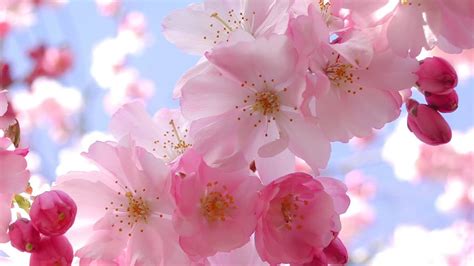 Japanese Cherry Blossom Wallpaper (71+ images)