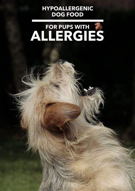 Hypoallergenic Dog Food - Dogs Have Allergies Too | Hypoallergenic dog ...