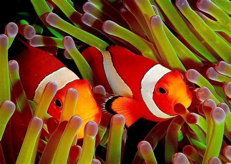 Baby Clownfish Make an Amazing Journey Pixar Never Dreamed Of ...