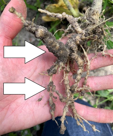 Beware of Root-Knot Nematodes in Your Garden | Gardening in the Panhandle