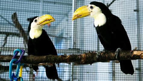 Toucan Chicks Growth Timeline (FIRST-EVER hatched at Tanganyika ...