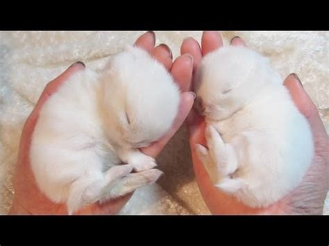 Cute Sleepy Baby Bunny Sleeping - YouTube