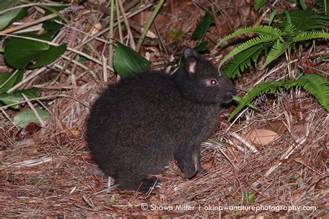 Amami rabbit | Okinawa Nature Photography