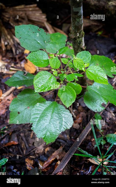 Gympie gympie tree hi-res stock photography and images - Alamy