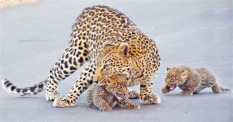 Clouded Leopard Mother And Cubs