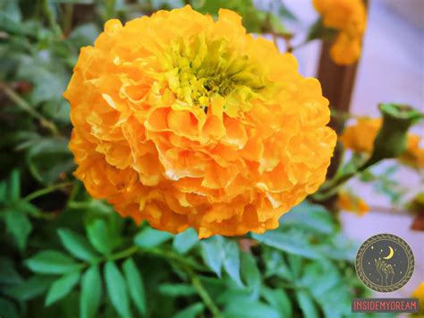 Marigold Dream Meaning: Interpretations and Symbolism