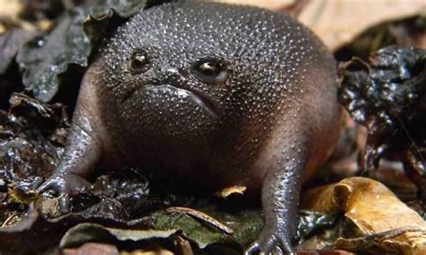 These South African Little Black Frogs Have an Angry Avocado Appearance ...