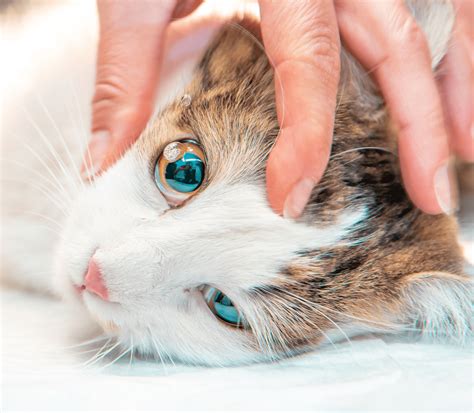 Eye Problems In Cats | Sandwich Animal Hospital Inc.