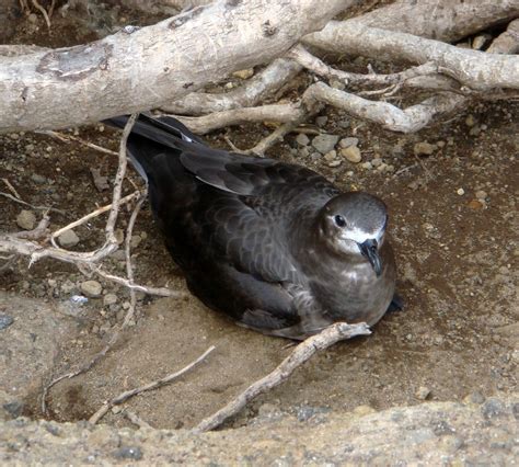 Kermadec Petrel – birdfinding.info