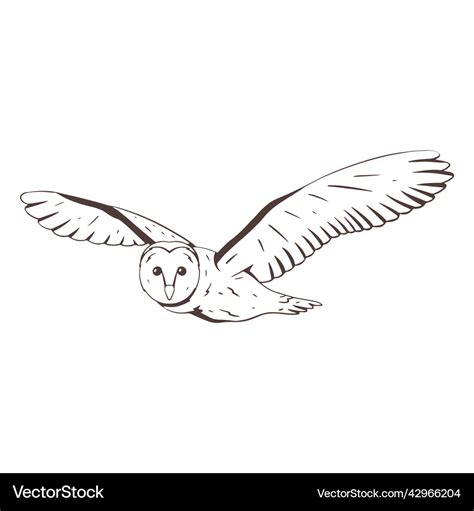 Flying Barn Owl Drawing