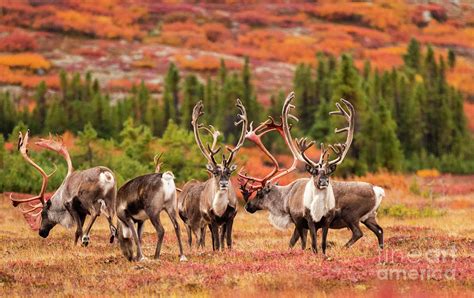 Caribou Herd On Migration In Canadian Arctic Photograph by Dan Murray ...