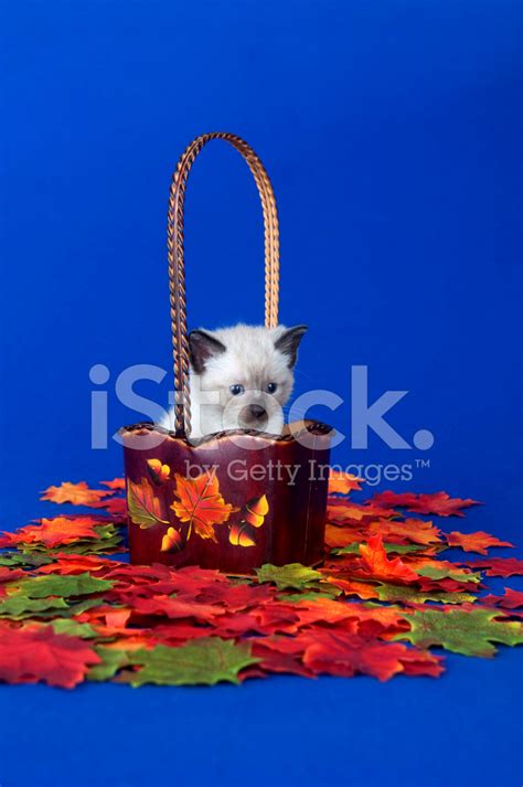 Cute Kitten And Fall Leaves Stock Photo | Royalty-Free | FreeImages