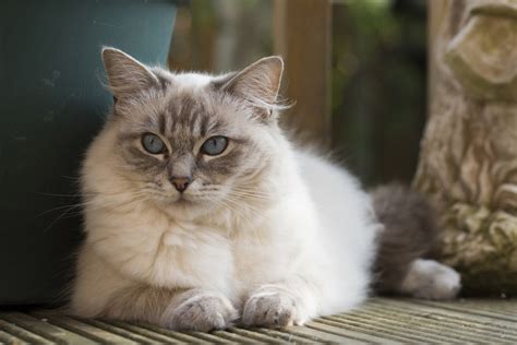 Blue Lynx Ragdoll Cat: Pictures, Facts, Origin & History | Hepper