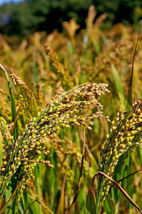 Millet | Nutrition, Health Benefits, & Uses | Britannica