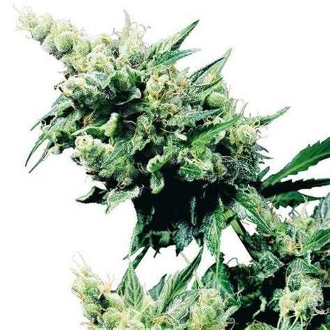 Hash Plant - Cannabis Seeds