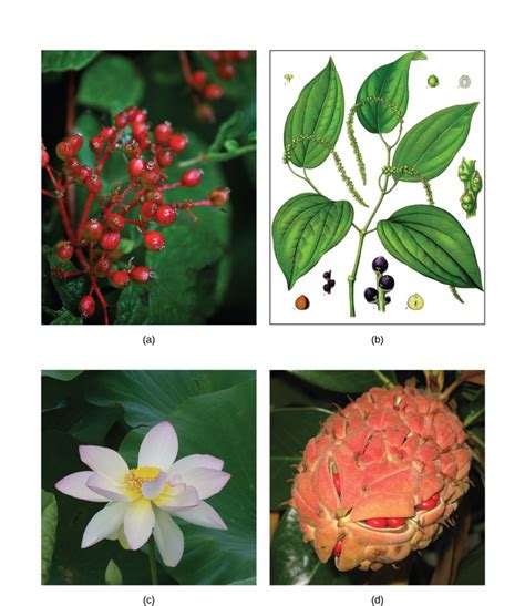 Angiosperm Monocot Examples