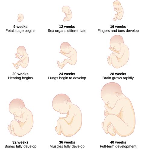 Prenatal Development | Lifespan Development