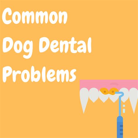 Common Dog Dental Problems – The Dogs Stuff