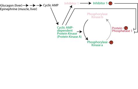 GLYCOGEN SYNTHESIS & DEGRADATION