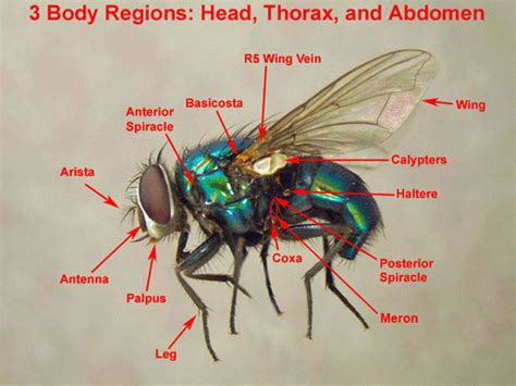 Fly Anatomy