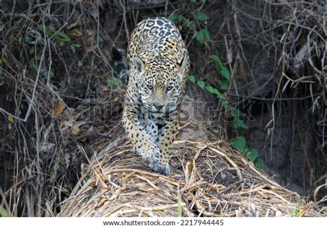 Jaguar Panthera Onca Hunting Northern Pantanal Stock Photo 2217944445 ...