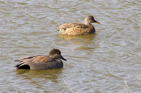 Gadwall Male and Female - Pentax User Photo Gallery