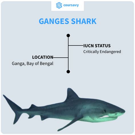 Coursavy - The Ganges shark is a critically endangered...