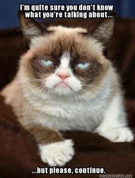 40 Funny Grumpy Cat Memes