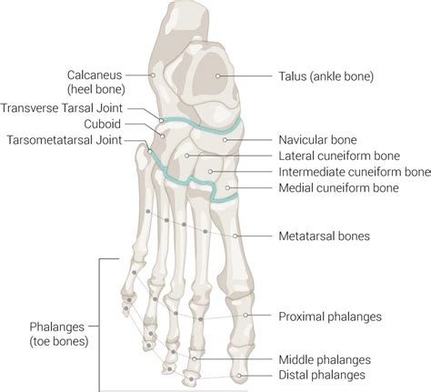 Foot Bones Diagram