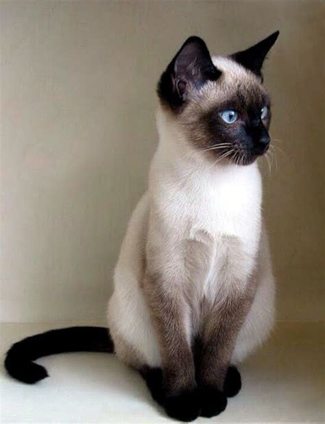 Pretty as a Picture, ah Photo. Cute Kittens, Siamese Kittens, Cats And ...