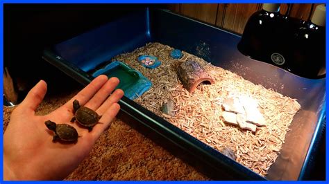 DIY Indoor Baby Box Turtle Enclosure! - YouTube