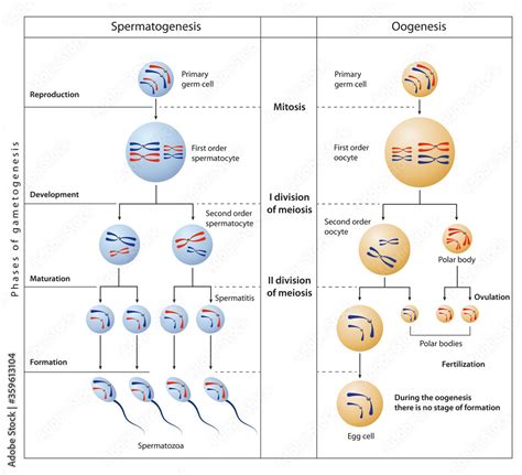 During gametogenesis, diploid or haploid precursor cells divide and ...