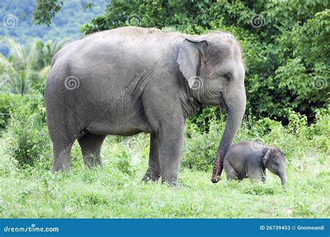 Mother and Her Baby Elephant Stock Image - Image of environment, mother ...