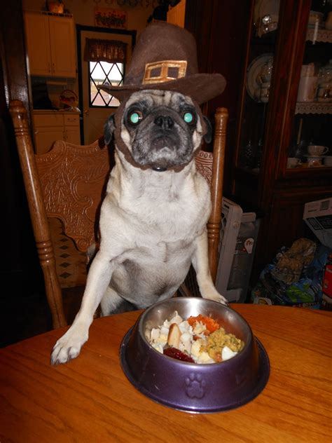 A Day in the Life of Pugs: Happy Thanksgiving