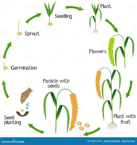 Plant Millet With Roots On A White Background. Vector Illustration ...